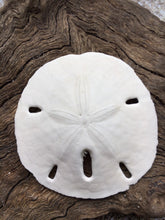 Load image into Gallery viewer, Florida Sand Dollars 1.5"-2" - Sand Dollar - Craft Supply - Beach Wedding Favors Decor - Sand Dollar Bulk - Seashells - FREE SHIPPING!