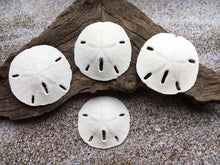 Load image into Gallery viewer, Florida Sand Dollars 1.5"-2" - Sand Dollar - Craft Supply - Beach Wedding Favors Decor - Sand Dollar Bulk - Seashells - FREE SHIPPING!