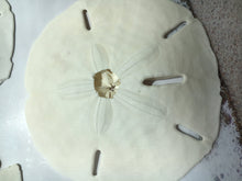 Load image into Gallery viewer, SALE - Damaged Florida Sand Dollars - 1&quot;-2&quot; - 10 Pieces - Craft Supplies - Beach Decor- Wedding - Sandollar - Sand Dollars - FREE SHIPPING!
