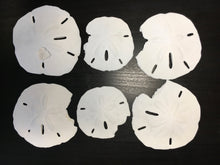Load image into Gallery viewer, SALE - Damaged Florida Sand Dollars - 1&quot;-2&quot; - 10 Pieces - Craft Supplies - Beach Decor- Wedding - Sandollar - Sand Dollars - FREE SHIPPING!
