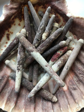 Load image into Gallery viewer, Sea Urchin Spines - Spine - Urchins - Crafts - Crafting Supplies - Decor - Sea Urchin - Sea Shell - Spines - Urchin Spines - FREE SHIPPING!