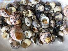 Load image into Gallery viewer, Nerite Snail Sea Shell Mix - Assorted Nerties - Sea Shells - Craft Supplies - Shell Bulk - Crafting - Decor - FREE SHIPPING!!
