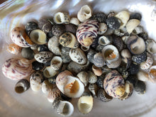 Load image into Gallery viewer, Nerite Snail Sea Shell Mix - Assorted Nerties - Sea Shells - Craft Supplies - Shell Bulk - Crafting - Decor - FREE SHIPPING!!