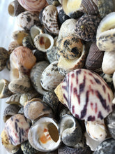 Load image into Gallery viewer, Nerite Snail Sea Shell Mix - Assorted Nerties - Sea Shells - Craft Supplies - Shell Bulk - Crafting - Decor - FREE SHIPPING!!
