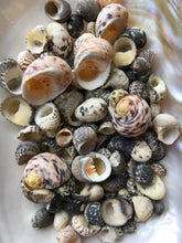 Load image into Gallery viewer, Nerite Snail Sea Shell Mix - Assorted Nerties - Sea Shells - Craft Supplies - Shell Bulk - Crafting - Decor - FREE SHIPPING!!