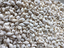 Load image into Gallery viewer, Nassa Shells 1/4cm - 1cm - White Nassa shells - Small Shell Mix - Tiny Seashells - Crafting Shells - Seashells - Crafts - FREE SHIPPING!