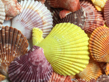 Load image into Gallery viewer, Colored Pectin Shells 1"-2" - Colorful Pectins  - Natural Seashell - Colorful Scallop - Pectin Seashell - Scallop - Crafts - FREE SHIPPING!