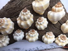 Load image into Gallery viewer, Nutmeg Shell (Cancellaria Snail Shells) Craft Seashells-Beach Decor Seashells-Small Seashells-Crafting Supplies-Wedding Decor-FREE SHIPPING!