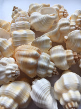 Load image into Gallery viewer, Nutmeg Shell (Cancellaria Snail Shells) Craft Seashells-Beach Decor Seashells-Small Seashells-Crafting Supplies-Wedding Decor-FREE SHIPPING!