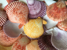 Load image into Gallery viewer, XL Colored Pectin Shells 2"-3.5" - Colorful Pectins  - Natural Seashell - Colorful Scallop - Pectin Seashell - Scallop - FREE SHIPPING!