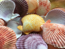 Load image into Gallery viewer, XL Colored Pectin Shells 2"-3.5" - Colorful Pectins  - Natural Seashell - Colorful Scallop - Pectin Seashell - Scallop - FREE SHIPPING!