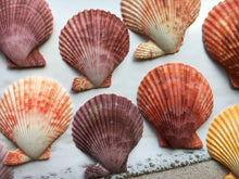 Load image into Gallery viewer, XL Colored Pectin Shells 2"-3.5" - Colorful Pectins  - Natural Seashell - Colorful Scallop - Pectin Seashell - Scallop - FREE SHIPPING!