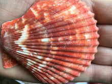 Load image into Gallery viewer, XL Colored Pectin Shells 2"-3.5" - Colorful Pectins  - Natural Seashell - Colorful Scallop - Pectin Seashell - Scallop - FREE SHIPPING!
