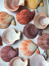 Load image into Gallery viewer, XL Colored Pectin Shells 2"-3.5" - Colorful Pectins  - Natural Seashell - Colorful Scallop - Pectin Seashell - Scallop - FREE SHIPPING!
