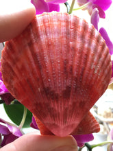 Load image into Gallery viewer, XL Colored Pectin Shells 2"-3.5" - Colorful Pectins  - Natural Seashell - Colorful Scallop - Pectin Seashell - Scallop - FREE SHIPPING!
