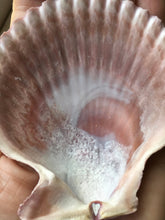Load image into Gallery viewer, XL Colored Pectin Shells 2"-3.5" - Colorful Pectins  - Natural Seashell - Colorful Scallop - Pectin Seashell - Scallop - FREE SHIPPING!