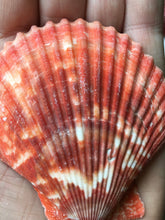 Load image into Gallery viewer, XL Colored Pectin Shells 2"-3.5" - Colorful Pectins  - Natural Seashell - Colorful Scallop - Pectin Seashell - Scallop - FREE SHIPPING!