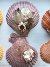 Load image into Gallery viewer, Large Colored Pectin Shell Pairs w/ Barnacles 2.5"-3.5" - Colorful Pectins  - Seashell Pairs - Barnacles - Colorful Scallop - FREE SHIPPING!