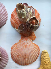 Load image into Gallery viewer, Large Colored Pectin Shell Pairs w/ Barnacles 2.5"-3.5" - Colorful Pectins  - Seashell Pairs - Barnacles - Colorful Scallop - FREE SHIPPING!