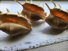 Load image into Gallery viewer, Lambis Lambis Spider Conch 4"-5" - Beach Wedding Decor - Seashells - Spiny Seashell - Spiked Conch - Crafts - Nautical - FREE SHIPPING!