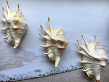Load image into Gallery viewer, Lambis Lambis Spider Conch 4"-5" - Beach Wedding Decor - Seashells - Spiny Seashell - Spiked Conch - Crafts - Nautical - FREE SHIPPING!