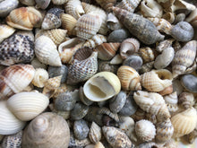 Load image into Gallery viewer, Shell Mix-1/4"-1" Tiny/Small Shell Mix-Craft Seashells-Small Seashells-Beach Wedding Decor-Seashells Supplies-Tiny Seashells-FREE SHIPPING!