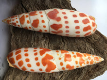 Load image into Gallery viewer, Mitra Mitra 2" - 3" Episcopal Miter Shells - Orange Shell - Wedding Decor/Favors -  Shells - Seashells - Crafting Shells - FREE SHIPPING!