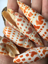 Load image into Gallery viewer, Mitra Mitra 2" - 3" Episcopal Miter Shells - Orange Shell - Wedding Decor/Favors -  Shells - Seashells - Crafting Shells - FREE SHIPPING!