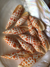 Load image into Gallery viewer, Mitra Mitra 2" - 3" Episcopal Miter Shells - Orange Shell - Wedding Decor/Favors -  Shells - Seashells - Crafting Shells - FREE SHIPPING!