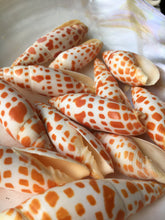 Load image into Gallery viewer, Mitra Mitra 2" - 3" Episcopal Miter Shells - Orange Shell - Wedding Decor/Favors -  Shells - Seashells - Crafting Shells - FREE SHIPPING!