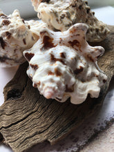 Load image into Gallery viewer, Silver Lip Conch  2.5"-3" - 2 Pieces - Strombus Lentiginosus - Beach Wedding Decor - Seashells - Conch - Crafts - Collector - FREE SHIPPING