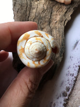 Load image into Gallery viewer, Strawberry Strombus (5 Shells) 2" - 3" - Beach Wedding Decor - Seashells - Conch - Crafts - Collector - FREE SHIPPING