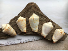Load image into Gallery viewer, Strawberry Strombus (5 Shells) 2" - 3" - Beach Wedding Decor - Seashells - Conch - Crafts - Collector - FREE SHIPPING