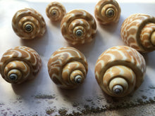 Load image into Gallery viewer, Babylonia Spirata 1"-2.5" - Beach Wedding Decor - Seashells - Collector Shell - Crafts - Collector - Hermit Crab Shell - FREE SHIPPING!