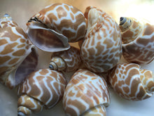 Load image into Gallery viewer, Babylonia Spirata 1"-2.5" - Beach Wedding Decor - Seashells - Collector Shell - Crafts - Collector - Hermit Crab Shell - FREE SHIPPING!