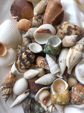 Load image into Gallery viewer, Philippines Mix-Beach Wedding Decor-Sea Shells Bulk-Assorted Seashell Mix-Sea Shells-Sea Shells for Crafting-FREE SHIPPING!