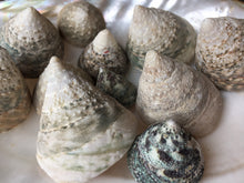Load image into Gallery viewer, XL Green Trochus Shell 2”-2.5"-Wedding-Beach Decor-Pink Sea Shells-Sea Shells Bulk-Beach Decor-Crafting Shells-FREE SHIPPING!