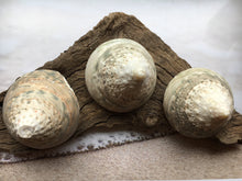 Load image into Gallery viewer, XL Green Trochus Shell 2”-2.5"-Wedding-Beach Decor-Pink Sea Shells-Sea Shells Bulk-Beach Decor-Crafting Shells-FREE SHIPPING!