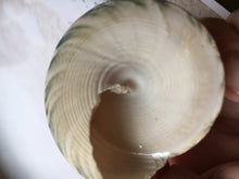 Load image into Gallery viewer, XL Green Trochus Shell 2”-2.5"-Wedding-Beach Decor-Pink Sea Shells-Sea Shells Bulk-Beach Decor-Crafting Shells-FREE SHIPPING!