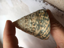 Load image into Gallery viewer, XL Green Trochus Shell 2”-2.5"-Wedding-Beach Decor-Pink Sea Shells-Sea Shells Bulk-Beach Decor-Crafting Shells-FREE SHIPPING!