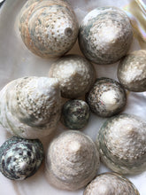 Load image into Gallery viewer, XL Green Trochus Shell 2”-2.5"-Wedding-Beach Decor-Pink Sea Shells-Sea Shells Bulk-Beach Decor-Crafting Shells-FREE SHIPPING!