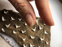 Load image into Gallery viewer, Sand Dollar Doves - Sand Dollar - Craft Supply - Beach Wedding Favors Decor - Sand Dollar Bulk - Seashells - Sandollar - FREE SHIPPING!