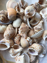 Load image into Gallery viewer, Assorted Sea Shell Mix, Beach Wedding Decor, Sea Shells Bulk, Assorted Seashell, Seashells For Crafts, Natural Seashells, FREE SHIPPING!