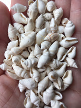Load image into Gallery viewer, Nassa Shells 1/4cm - 1cm - White Nassa shells - Small Shell Mix - Tiny Seashells - Crafting Shells - Seashells - Crafts - FREE SHIPPING!