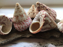 Load image into Gallery viewer, Strawberry Trochus Polished Shells-Wedding-Beach Decor-Pink Sea Shells-Sea Shells Bulk-Beach Decor-Crafting Shells-FREE SHIPPING!