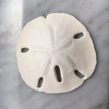 Load image into Gallery viewer, Florida Sand Dollars 1.5"-2" - Sand Dollar - Craft Supply - Beach Wedding Favors Decor - Sand Dollar Bulk - Seashells - FREE SHIPPING!