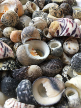 Load image into Gallery viewer, Nerite Snail Sea Shell Mix - Assorted Nerties - Sea Shells - Craft Supplies - Shell Bulk - Crafting - Decor - FREE SHIPPING!!