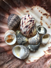 Load image into Gallery viewer, Nerite Snail Sea Shell Mix - Assorted Nerties - Sea Shells - Craft Supplies - Shell Bulk - Crafting - Decor - FREE SHIPPING!!