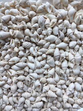Load image into Gallery viewer, Nassa Shells 1/4cm - 1cm - White Nassa shells - Small Shell Mix - Tiny Seashells - Crafting Shells - Seashells - Crafts - FREE SHIPPING!