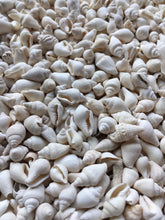 Load image into Gallery viewer, Nassa Shells 1/4cm - 1cm - White Nassa shells - Small Shell Mix - Tiny Seashells - Crafting Shells - Seashells - Crafts - FREE SHIPPING!